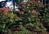 azalearhododendron.jpg