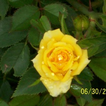 yellowrose.jpg